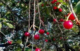 Alqueria De Hurdes - Foto 2