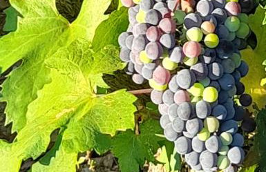 Hvar Architect's House - Photo 54