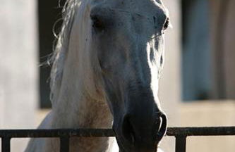 Finca El Zurrador - Foto 22