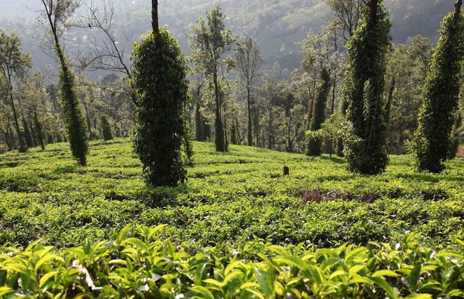 Explore Central Srilanka - Foto 21