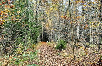 Ferienwohnung Schwarzalb - Foto 10