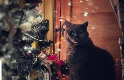 Jabłoniowa Chatka - Foto 9