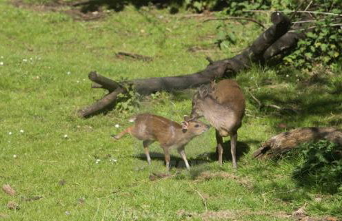 3 Guests - Pet Friendly - Grid Tree-House - Foto 22