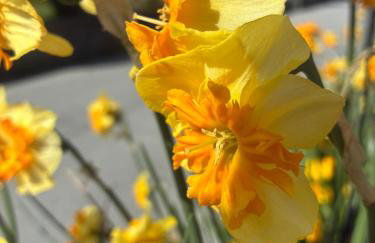 Il gatto e la volpe 1 - Foto 48