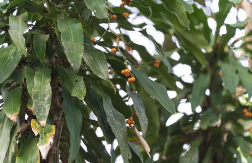 Quinta Santa Cruz - Foto 24