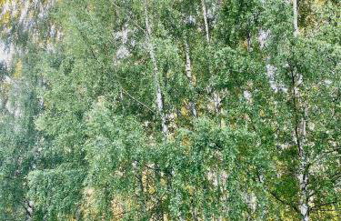 Brzozowy Chillout - Foto 37