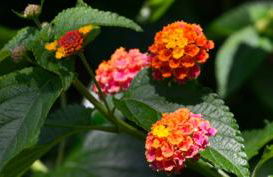 Abbaechelu - Foto 10