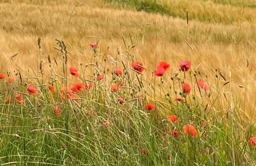 Appartementhof Stadler - Foto 37