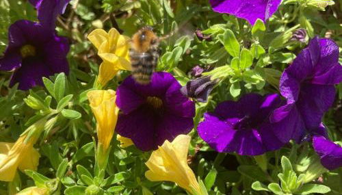 Ferienwohnungen Hubertus - Foto 5