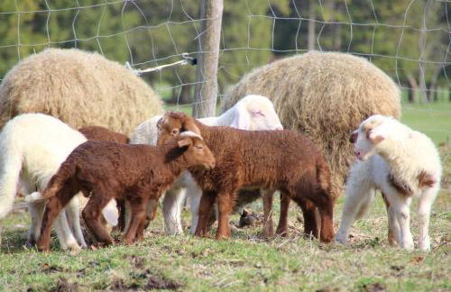 Ferienhof Zum Sagschneider - Foto 17