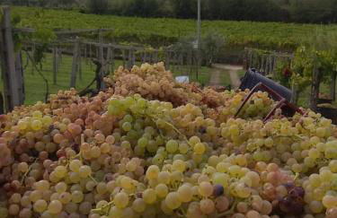 Poggio agli Ulivi vicolo di Colle Reti 22 Frascati - Foto 39