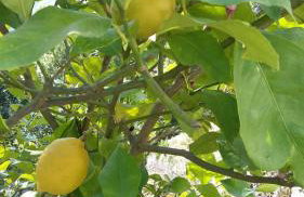 Apartments Nadine Mljet Komfort mit Meerblick - Foto 29