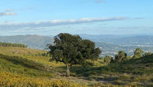 Quinta Abelha - Foto 4