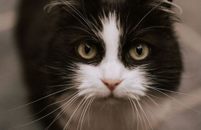 La Petite For t Antique Countryside Greenhouse - Foto 39