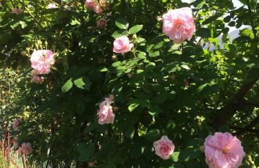 Villa Ponzio - Photo 7