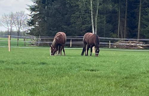 Friesenparadies FRI-Südliches Friesland - Foto 34