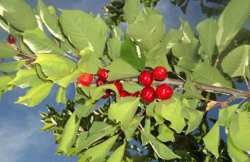 El Horno de Leopoldo - Foto 33