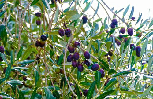 Villa Martinović - Foto 30