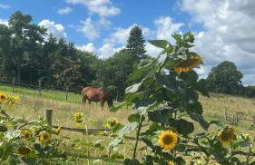 Apartment mit Garten - Foto 17