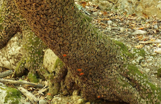 Vallée des papillons et vin, huile d'olive, visite de dégustation de miel (petit groupe) - Photo 11