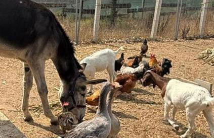 Retiro dos Cedros - Quarto Adega - Foto 25