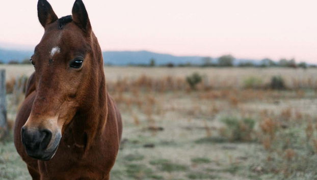 Paseo a caballo por las sierras de Córdoba - Foto 2
