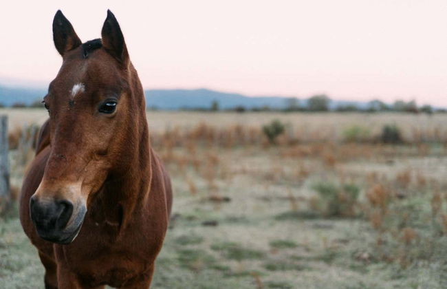Balade à cheval dans les sierras de Córdoba - Photo 2