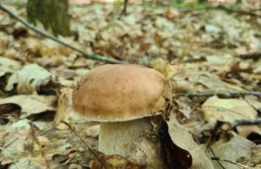 Ferienbungalows am See - Photo 37