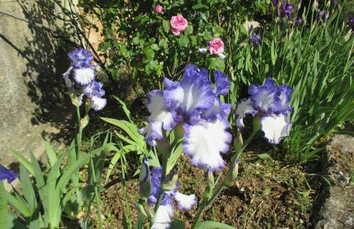 Le Mas du Fort - Foto 17