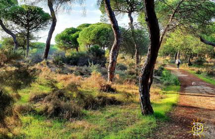 VIVIENDA TURISTICA PLAYA ALTAIR PUNTA UMBRIA - Foto 76