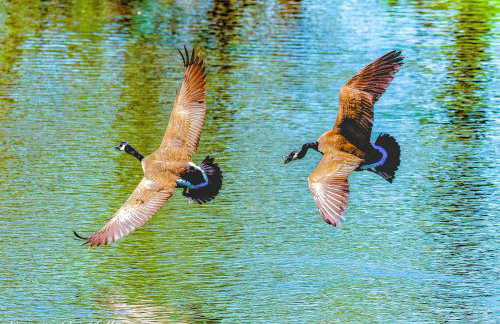 Toccoa River House - Foto 23