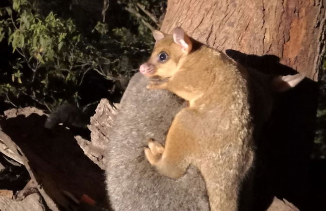 Kalimna Woods Cottages - Foto 75