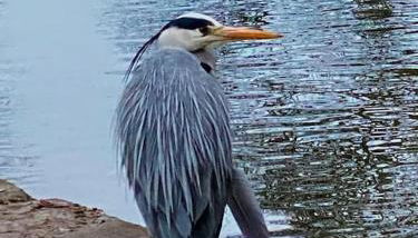 South Cottage - Garden, Views, Parking, Dogs, Cheshire, Walks, Family - Foto 2