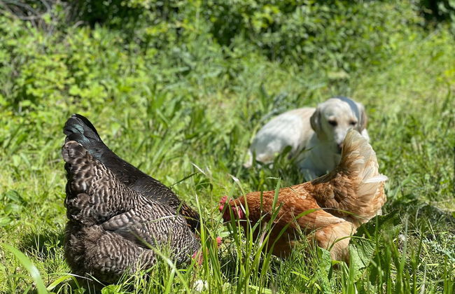 Farmhouse Near Saaler Bodden Lagoon - Foto 28