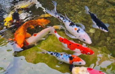 Corte Sant'Andrea - Apartments near Bellagio Beach - Foto 15