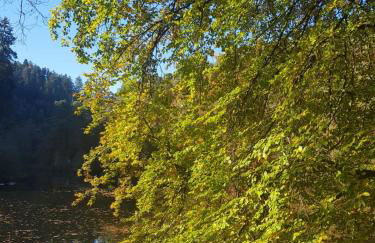 Ferienwohnung in dem schönen Kurort Bad Dürkheim - Foto 14