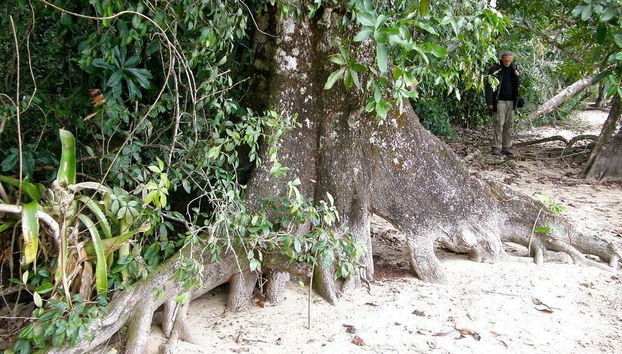 Végétation imposante de la forêt Lacandone