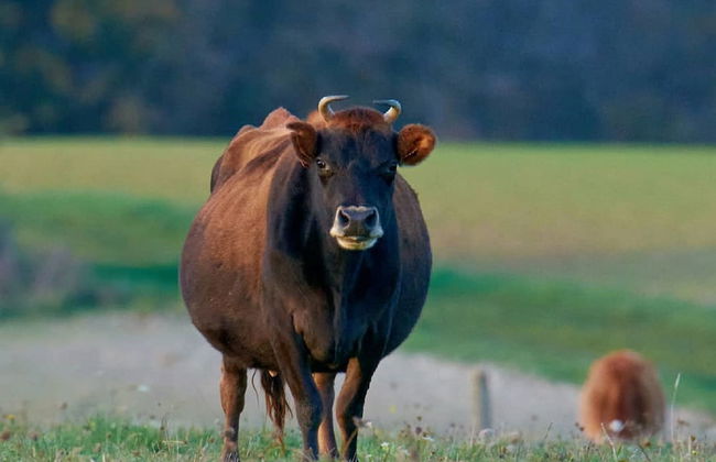 Ferme du Caroire - Foto 31