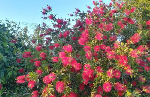 CAMPO DE SOBARBO - Guest House rural - Photo 45