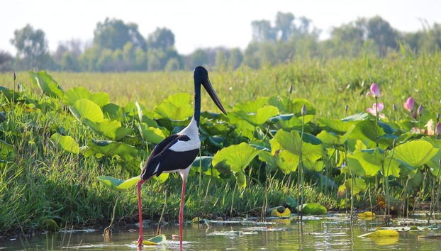 Safari en Helicóptero y Crucero por los Humedales - Foto 3