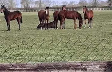 Maison au calme entre Caen et Cabourg - Foto 7