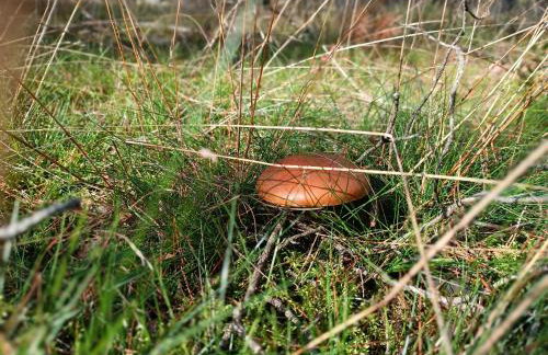 Rykowisko - domki całoroczne nad jeziorem i rzeką - Foto 39