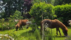 Landhaus Wohnung 30 Min bis Hamburg - Foto 4