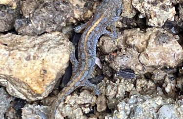 La Planchotte - Foto 22