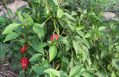 Vv Casa Conchi - Photo 55