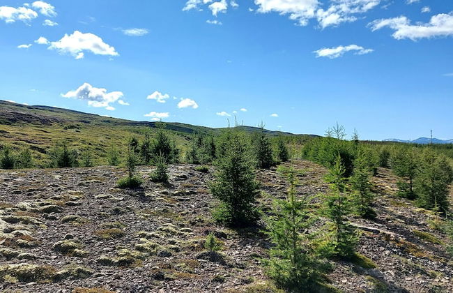 Ásgeirsstaðir Cottages - Foto 50