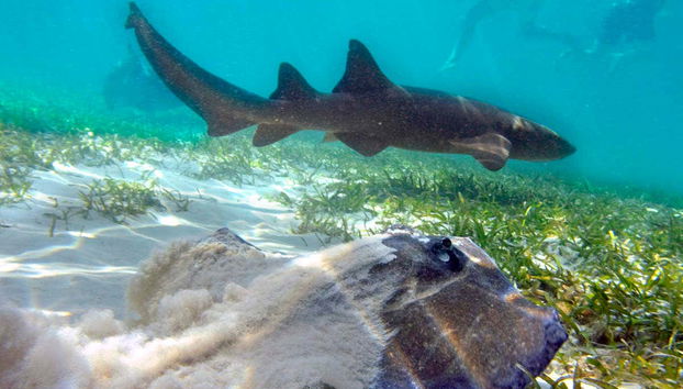 Tubarão do Marinarium