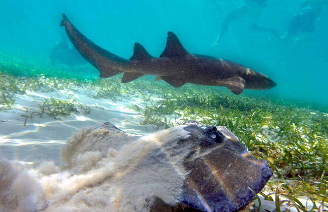 Paseo en barco y snorkel en Marinarium - Foto 4