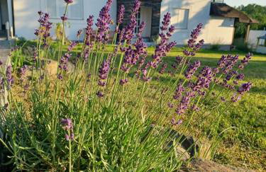 Guest House Doležal - Foto 2