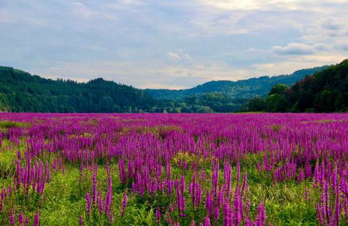Blockhaus am Edersee - Foto 16